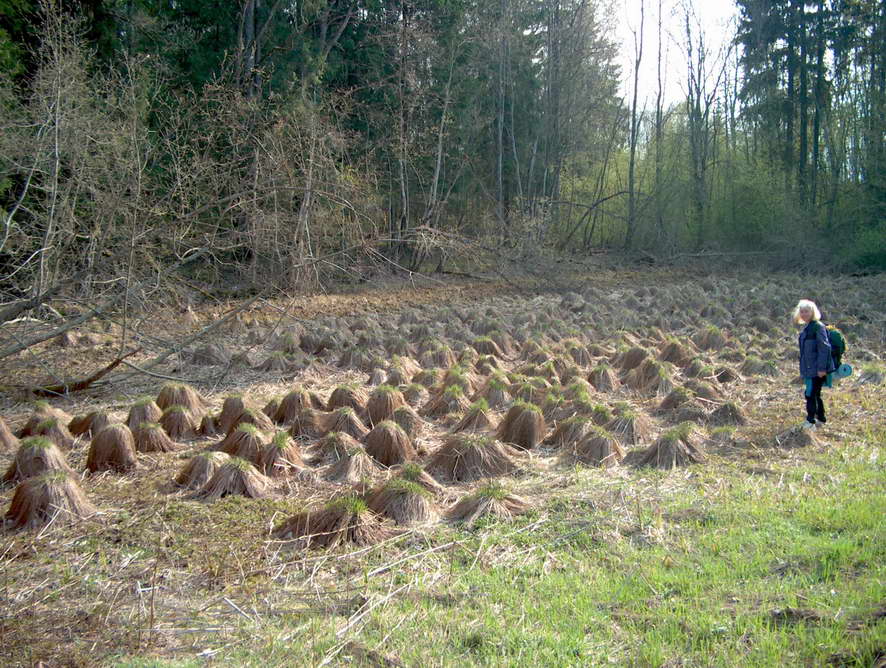 Головы леших