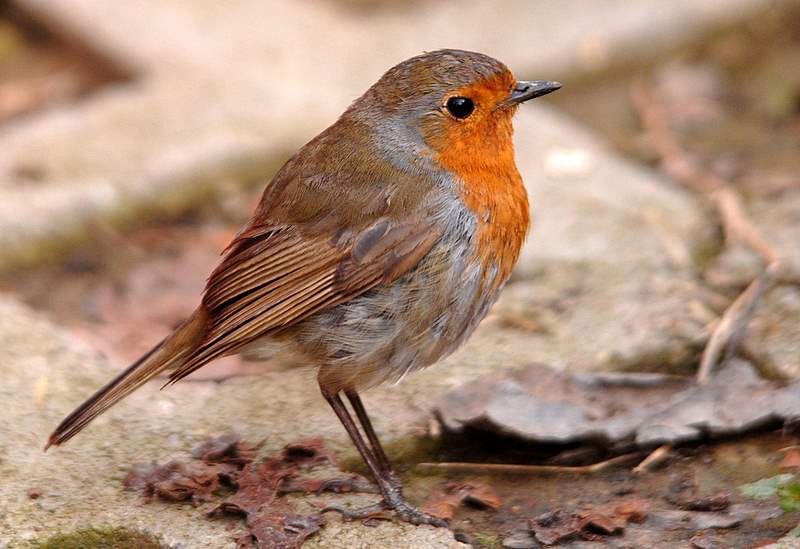 Robin Redbreast Bird - Free photo on Pixabay Robin, Bird, Robin redbreast