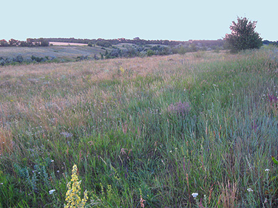 На зеленi свята