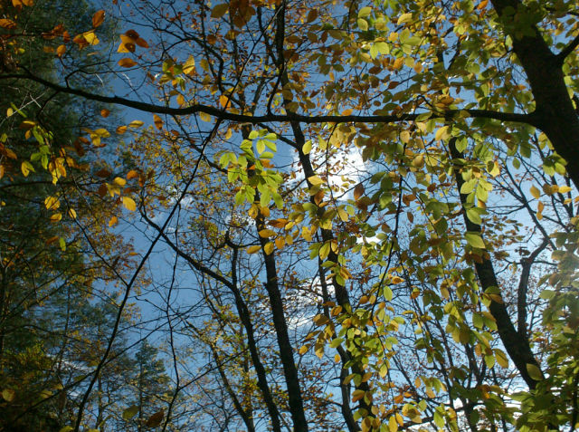 Осень молитвенно-листопадна