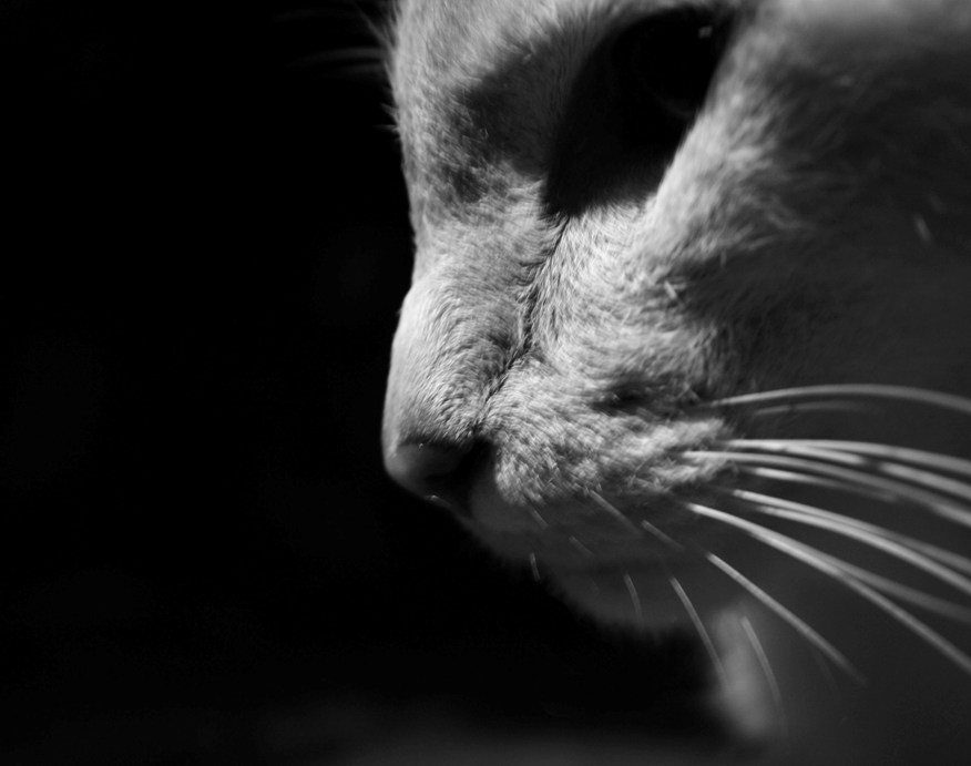 Остывший чай