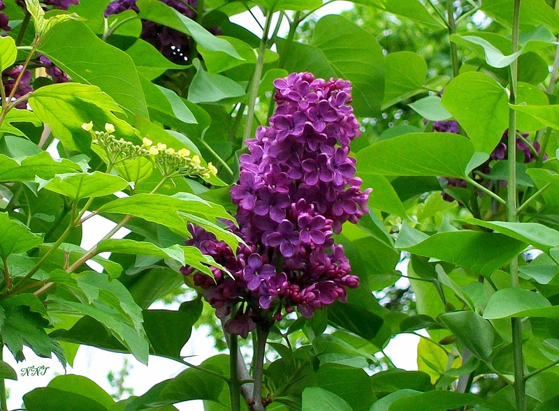 Майская сирень