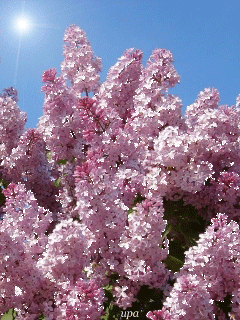 Запах сирени