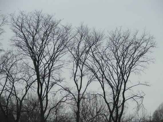 Осенний стриптиз