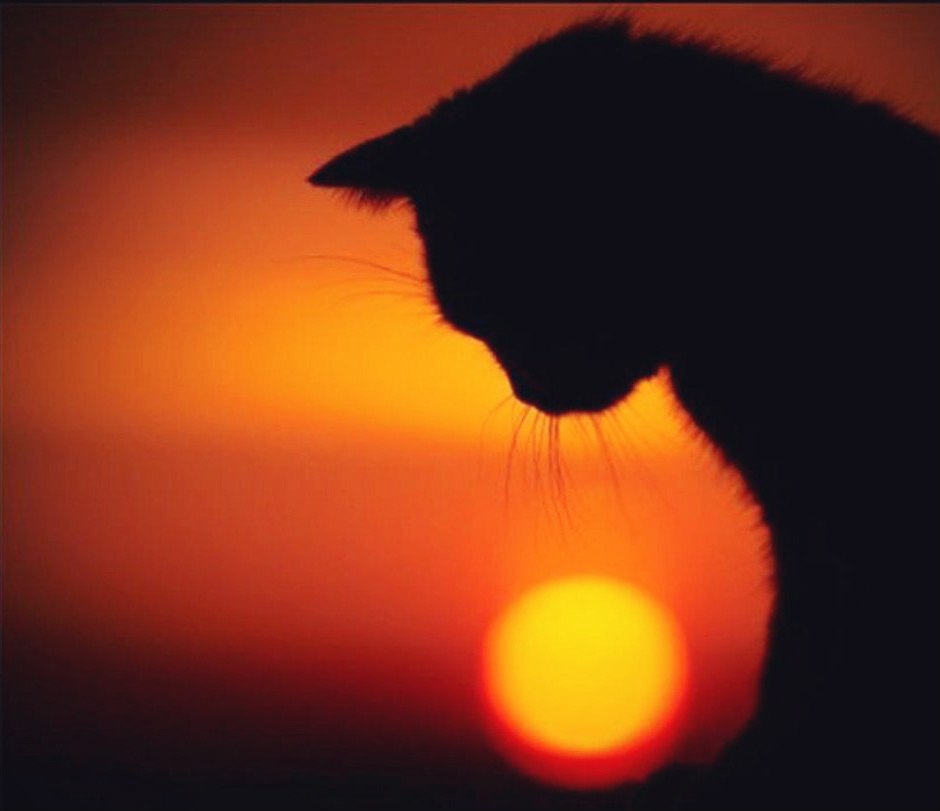 Коты не пишут завещаний