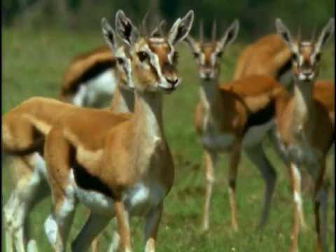 На бобра из-за ели