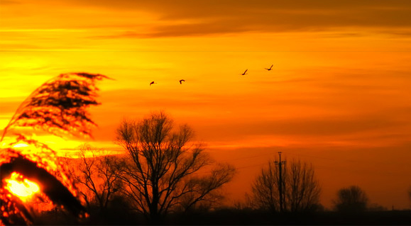 Улетают птицы вникуда...
