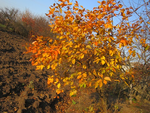 Бабине лiто