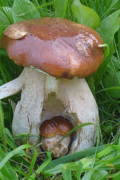 Прогрызла мышка в грибке норку...