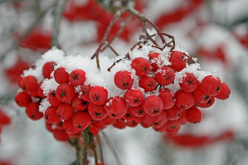 Милая Ласточка - Гроздь Рябины в белом снеге