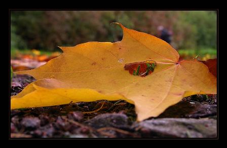 и ощутить сиротство, как блаженство