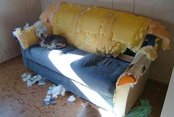 Брать щенка к себе в квартиру! фото Яндекс