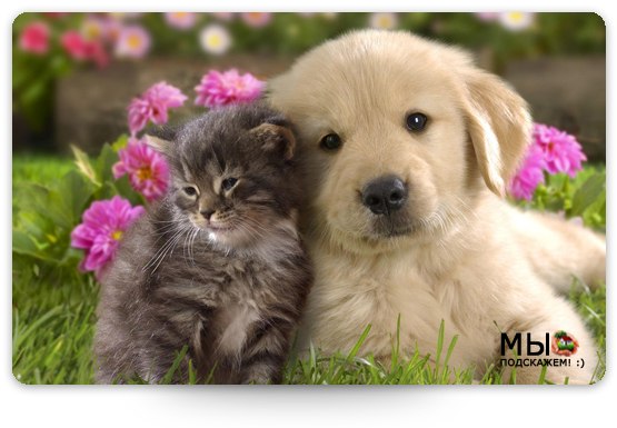 Друзья, - как много смысла в слове этом