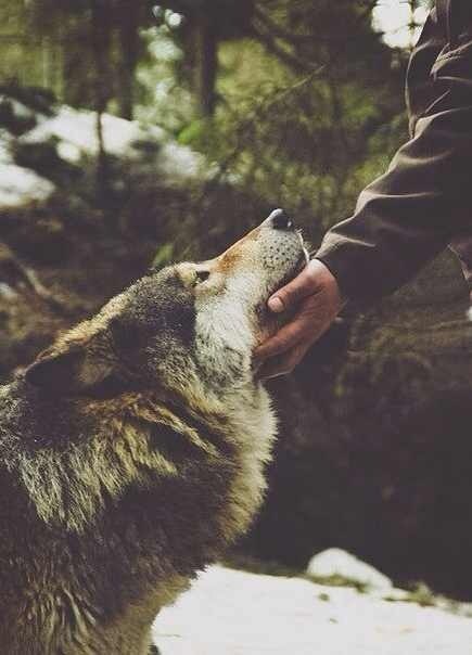 Серый Пепел. Мистер Марволо