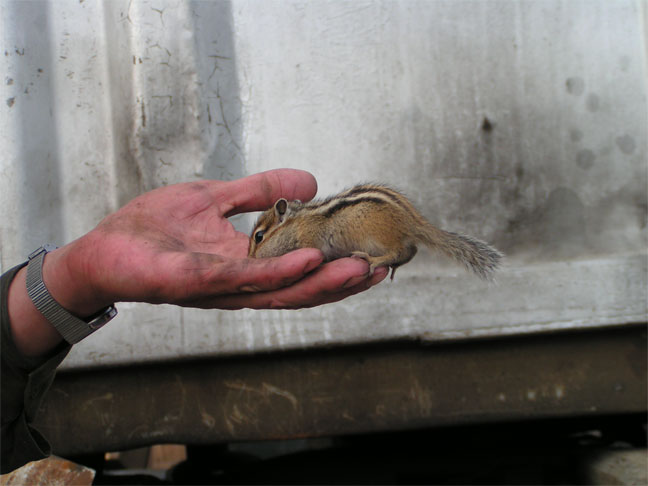 Нашу Ласточку помню поныне...