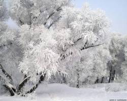 Новогоднее