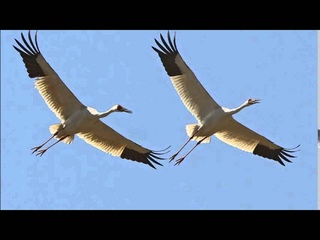 Курица и Журавль