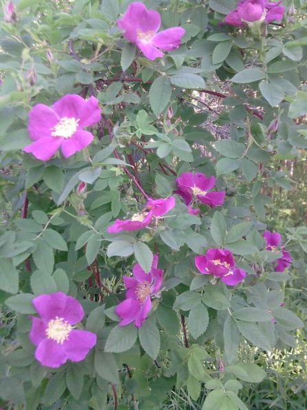 Розовый шиповник, небо голубое. В защиту цвета