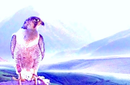 Песнь о соколе