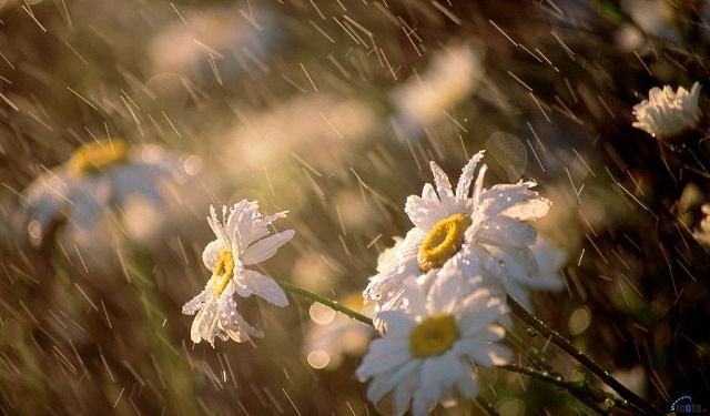 Аргентинский дневник. Белый пароход