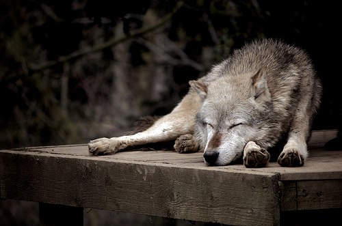Wolf Pictures in 2023 Wolf dog, Wolf pictures, Wolf photos