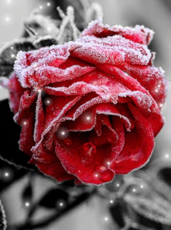 Очень Красивые Розы Фото