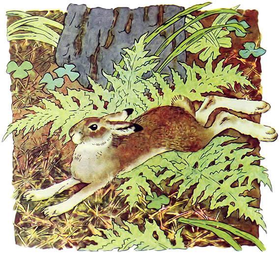 Выскочил зайчик. Зайчик в лесу. Заяц в лесу для детей. Заяц за кустом. Лесной сказочный заяц для детей.