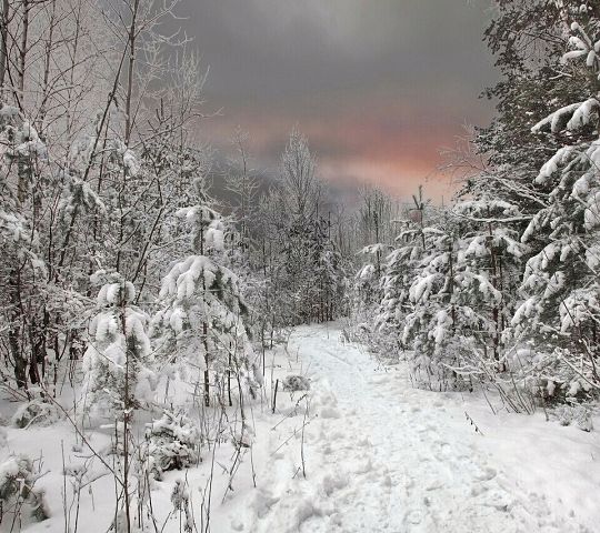 В лес на лыжах