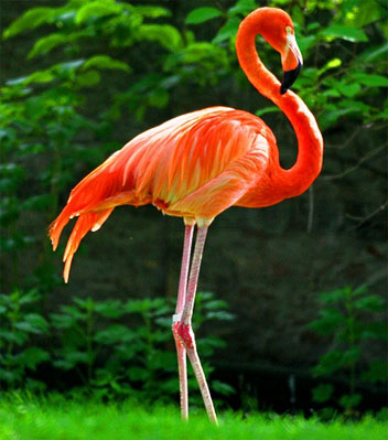 Фламинго - краснокрыл