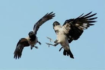 Пернатая аллегория