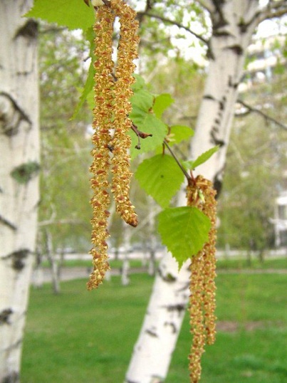 Разочарование Березки
