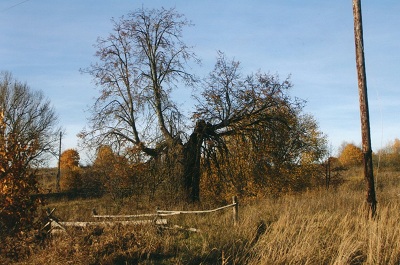 О, вижу, терпкая закваска