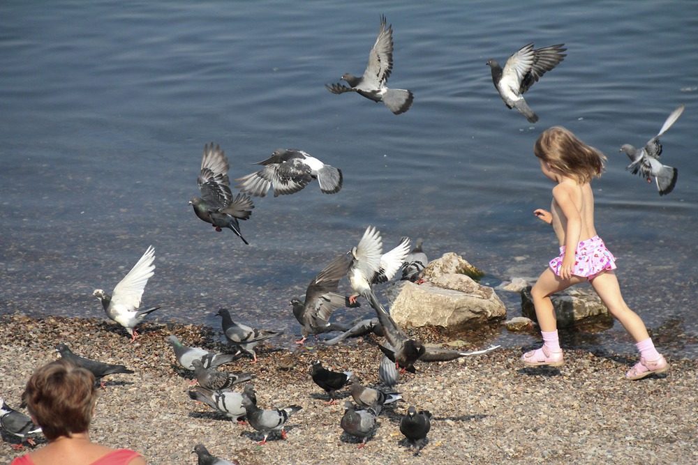 Ребенок гоняет. Дети гоняют птиц. Голубей гонять. Дети гоняют голубей. Ребёнок бежит за голубем.
