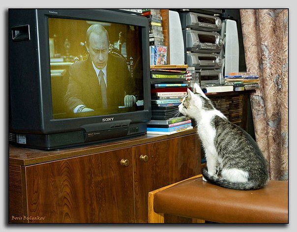 Смотрит кот телевизор (Станислав Гайдуков) / Стихи.ру