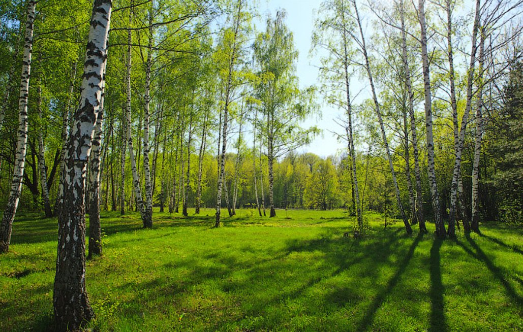 Весна В Подмосковье Фото