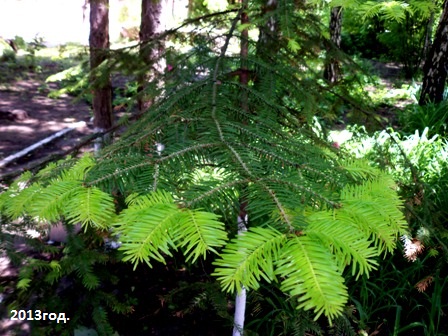 Предновогодняя зарисовка