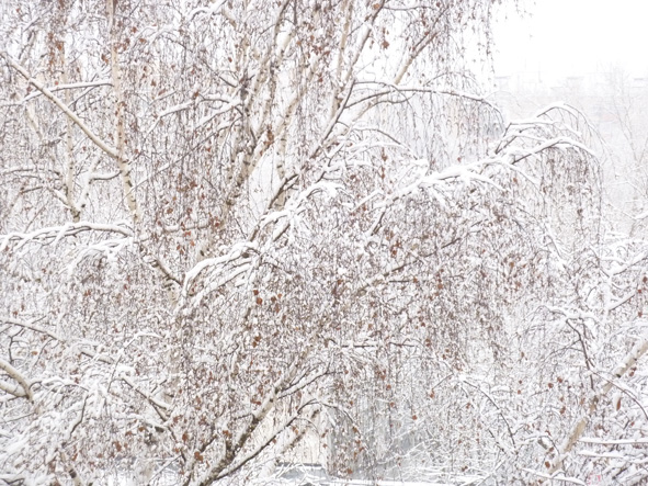 Здравствуйте, берёзоньки белые! Романс