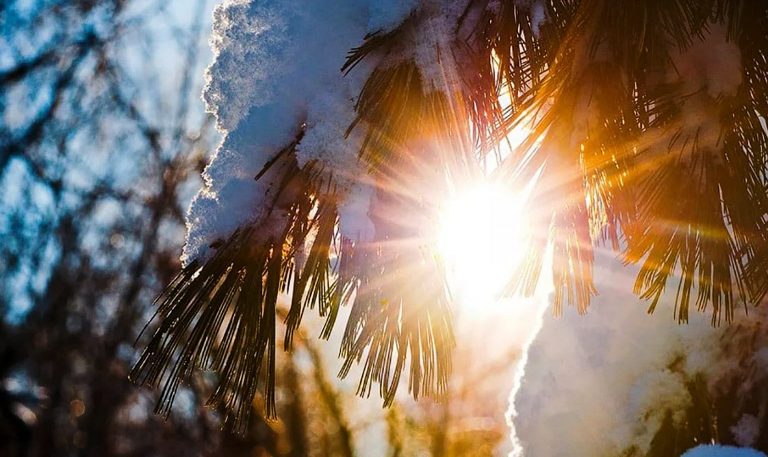 Спящая красавица