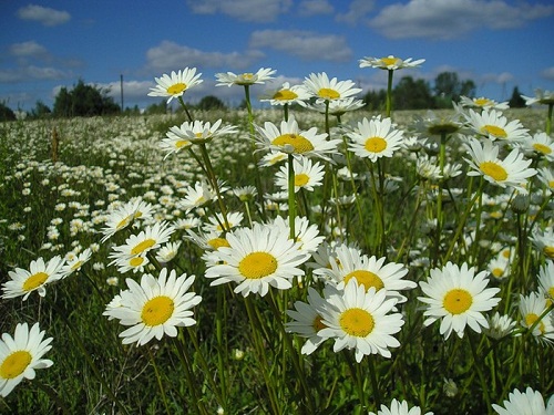 Светлый путь