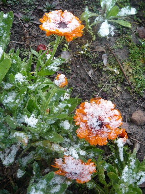 Первый снег в декабре в Адыгее