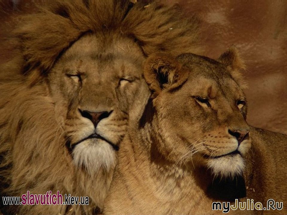 О Кошках... Диких...