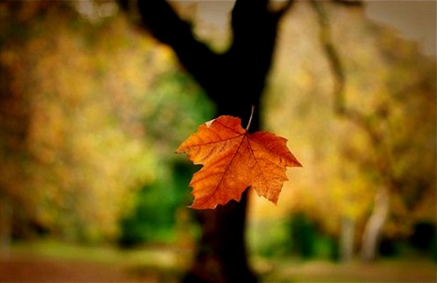 Живое слово