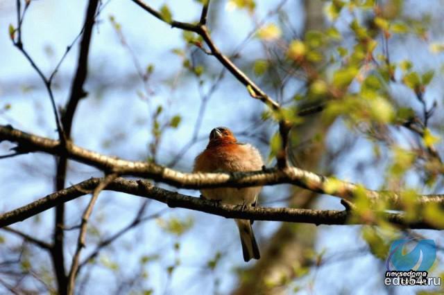 Граница Света и дневной дозор,