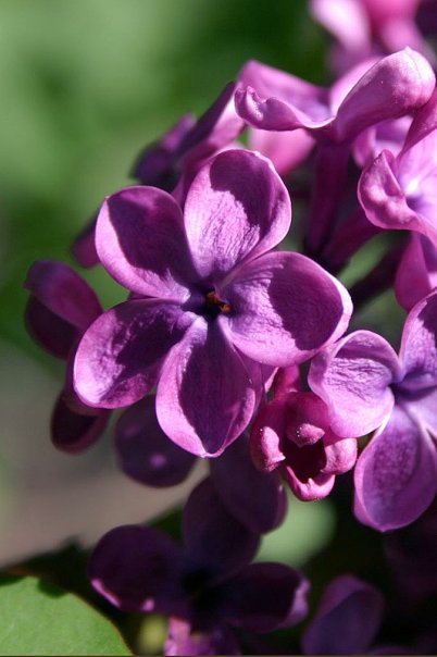 Пятый лепесток