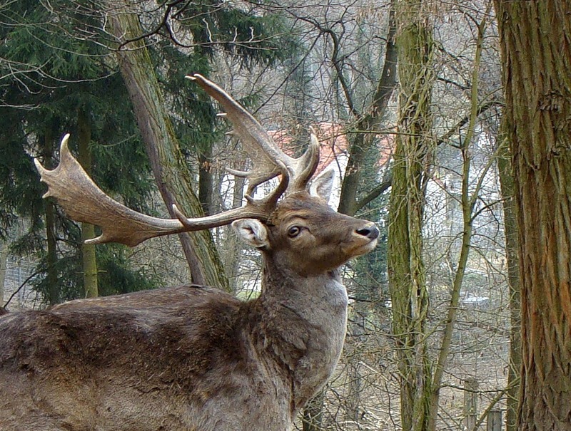 Лесной олень текст. Караоке олень. Вернись лесной олень по моему хотению. Лесной олень текст. Слова песни лесной олень.