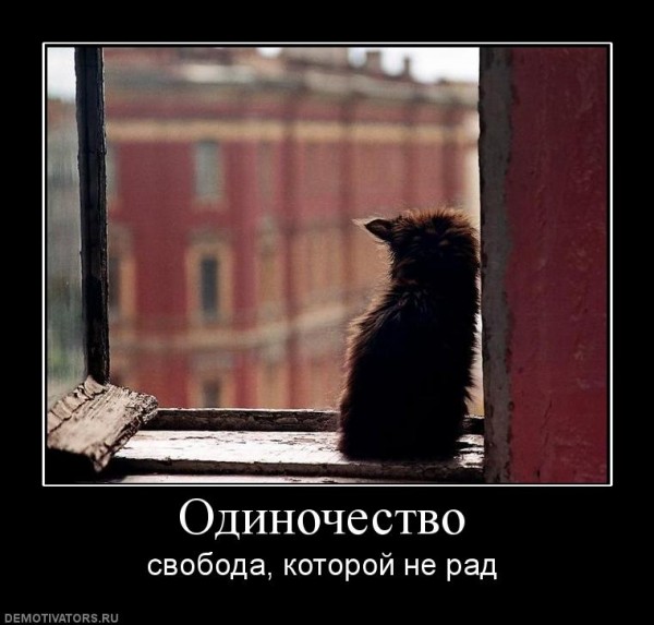 Одинокий кот