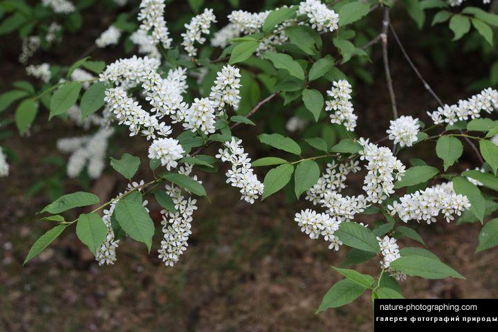 Умчится метель...