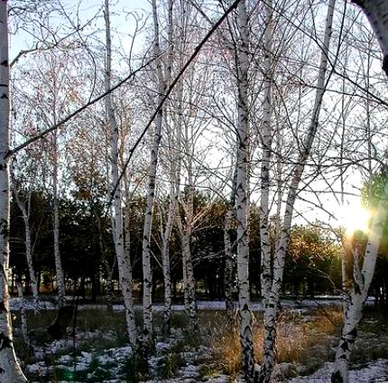 Скучаю о зиме