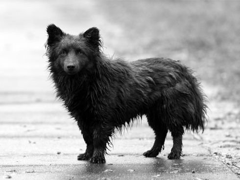 Долбили зимние дожди...