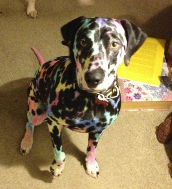 Встретил пёс меня у двери...